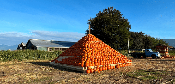 Pumpkin Pyramid at Greendale Acres
