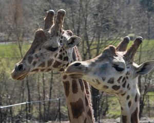 Vancouver Zoo Giraffes
