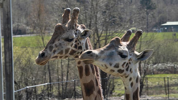 Vancouver Zoo Giraffes