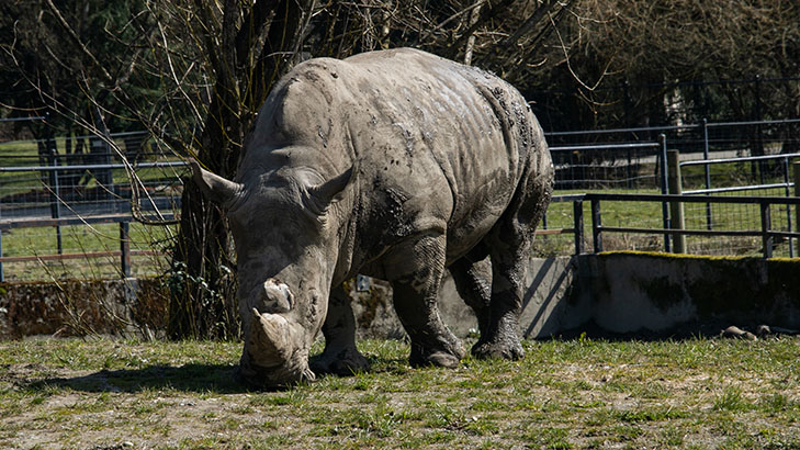 Vancouver Zoo Rhino